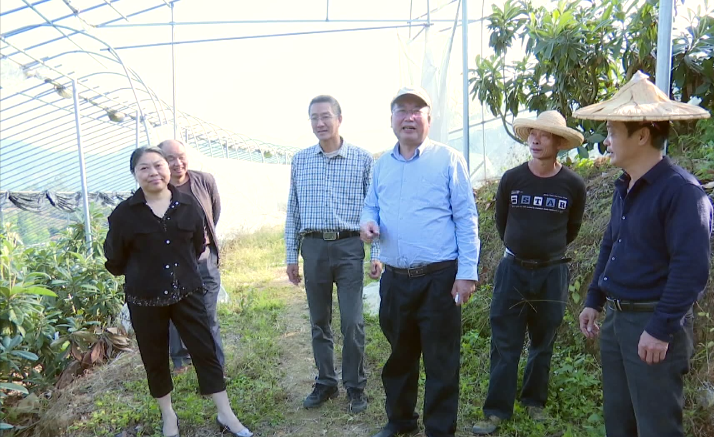 在现场,郑少泉博士带领团队为农户梁福祝免费嫁接200多棵枇杷新品种