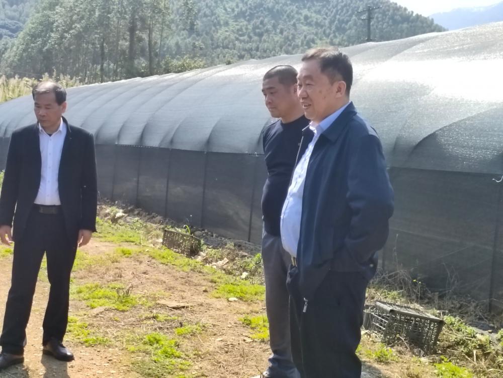 中国林科院首席科学家徐大平教授到云霄指导沉香产业发展2.jpg