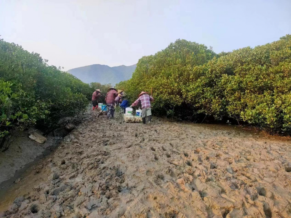 省林规院和林科院领导到云霄开展互花米草除治质量与生态修复提升工作调研2.png