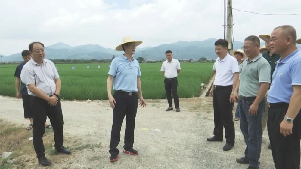 市領(lǐng)導到云霄調(diào)研推進鹽堿地水稻種植工作.png