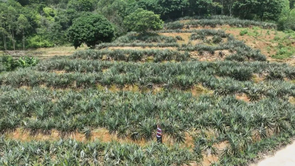 地标富农丨云霄火田：菠萝飘香正浓时 产销喜人助增收1.png