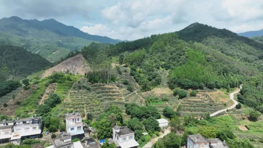 地标富农丨云霄火田：菠萝飘香正浓时 产销喜人助增收2.png