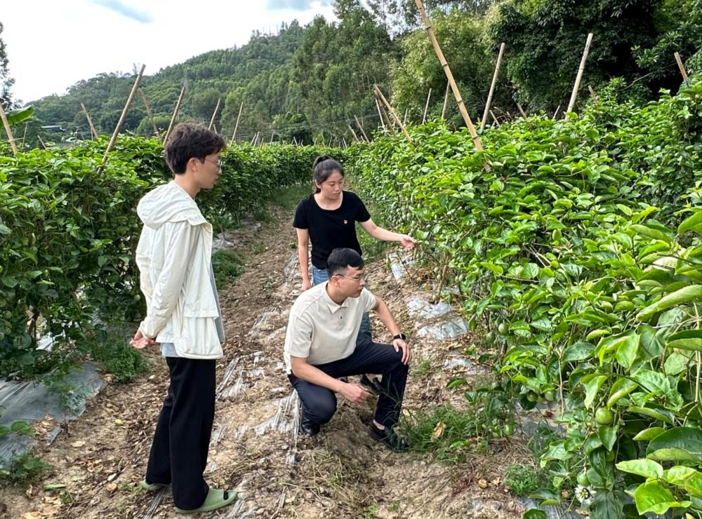 8月29日下午，云霄县气象局组织农业气象服务人员深入陈岱镇汉园农场开展百香果直通式气象服务。该果园种植户是99年的返乡创业青年，为减少台风对他造成的损失，此前，我局已多次与其开展线上服务，提醒提前加固棚架、深挖排水沟、对已成熟果实进行抢收（2）.jpg