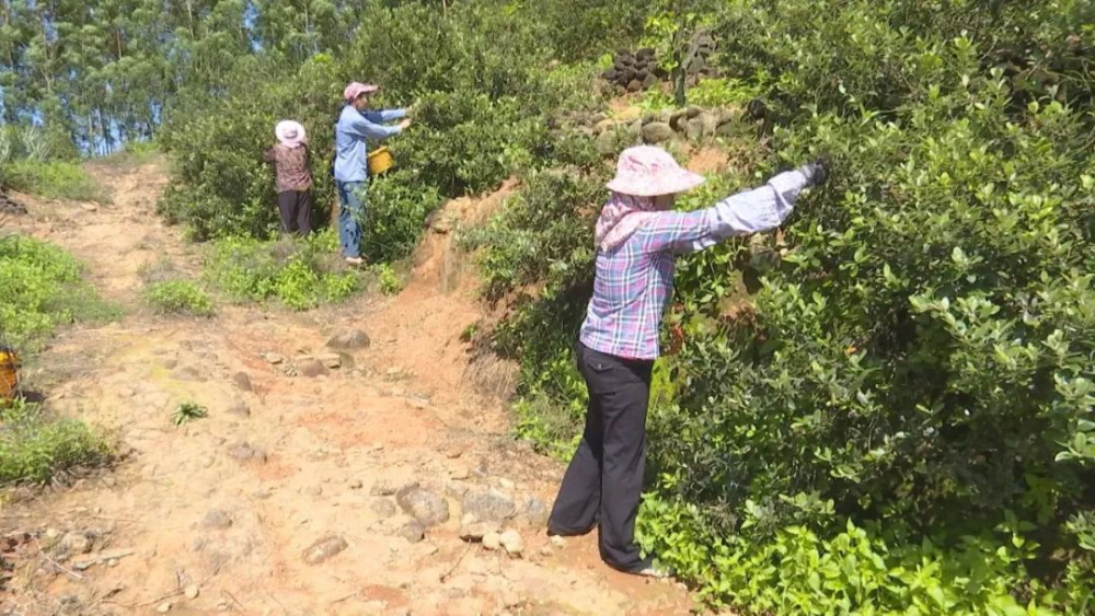 乡村振兴进行时丨云霄古楼村：桃金娘喜结硕果 产销两旺有“钱”景3.png