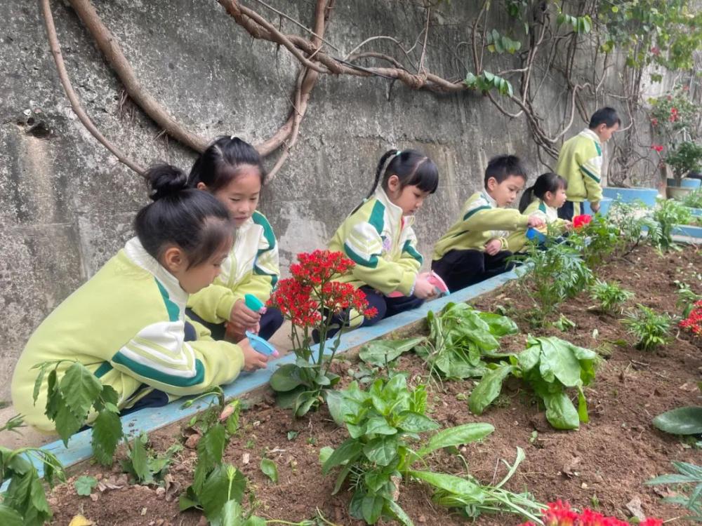 云霄实幼植树活动.jpg