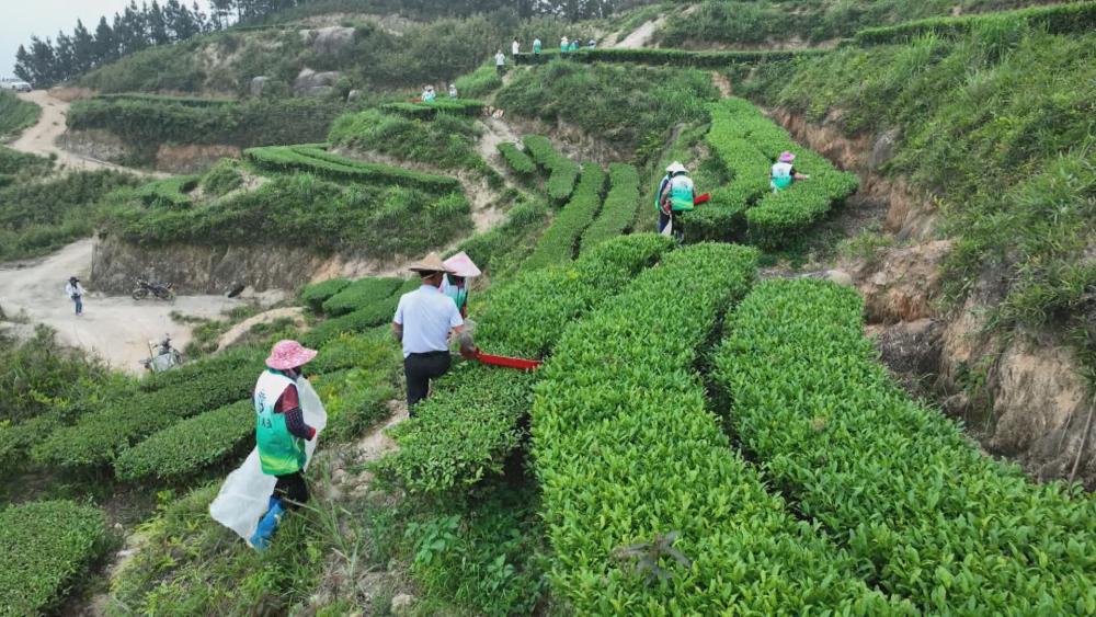 高山云雾出好茶 片片“金叶”促振兴.jpg