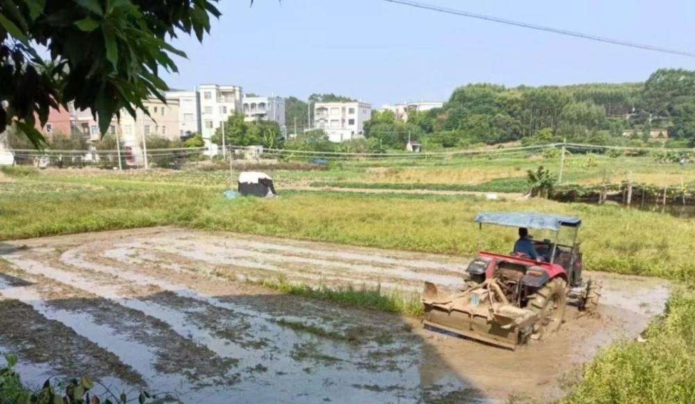 乡村振兴进行时丨云霄陈岱：丰收啦！夏收夏播“双抢”忙 ！.jpg