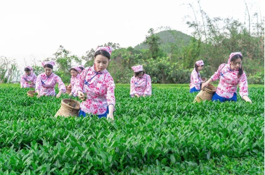 云霄黄观音生态种植面积不断扩大，农业产业强镇建设再上新台阶 周先丽-摄.jpg