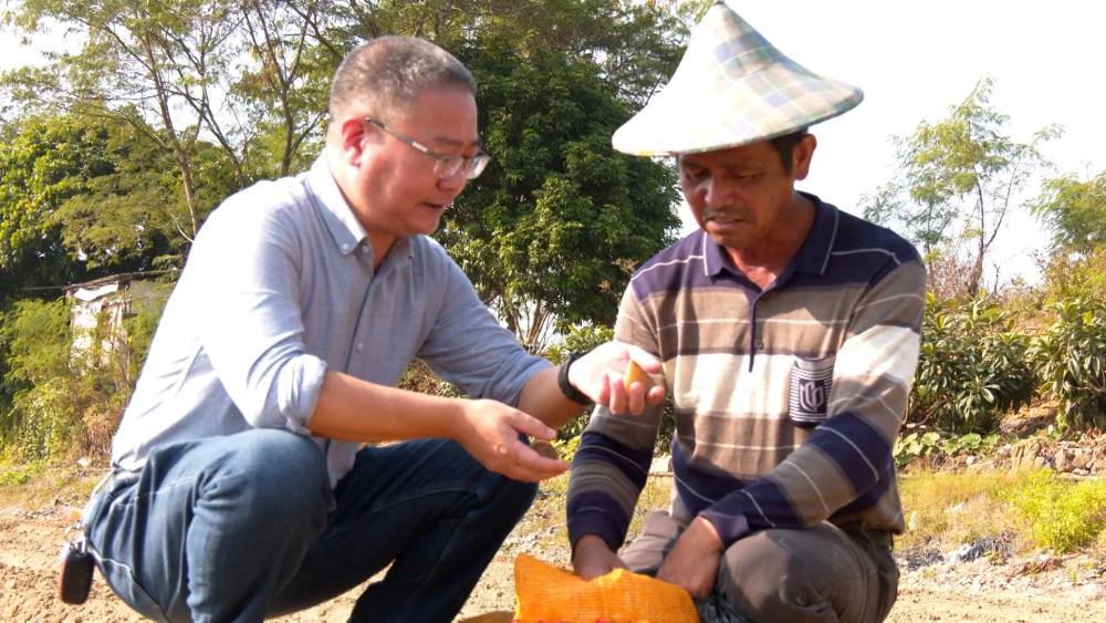 乡村全面振兴丨云霄：冬种正当时 “薯”光无限好.jpg